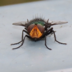 Amenia sp. (genus) at Paddys River, ACT - 6 Dec 2021