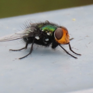 Amenia sp. (genus) at Paddys River, ACT - 6 Dec 2021