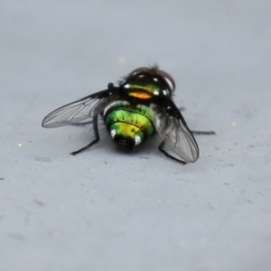 Amenia sp. (genus) at Paddys River, ACT - 6 Dec 2021