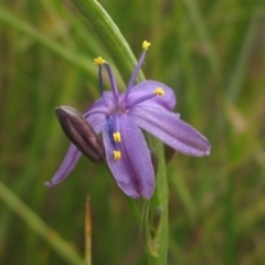 Caesia calliantha (Blue Grass-lily) at Hall, ACT - 30 Nov 2021 by pinnaCLE