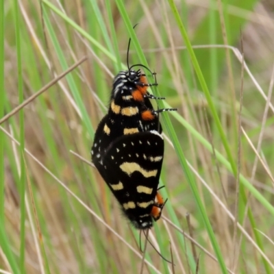 Phalaenoides tristifica (Willow-herb Day-moth) at Paddys River, ACT - 6 Dec 2021 by RodDeb