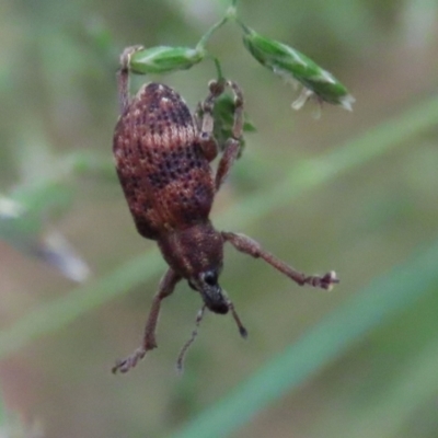 Oxyops sp. (genus) (Oxyops weevil) at Paddys River, ACT - 6 Dec 2021 by RodDeb