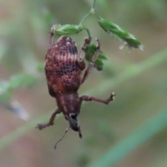 Oxyops sp. (genus) at Paddys River, ACT - 6 Dec 2021