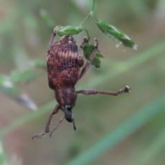 Oxyops sp. (genus) at Paddys River, ACT - 6 Dec 2021