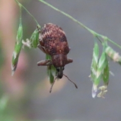 Oxyops sp. (genus) at Paddys River, ACT - 6 Dec 2021