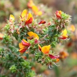 Pultenaea procumbens at Paddys River, ACT - 6 Dec 2021