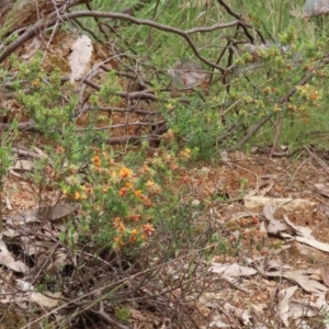 Pultenaea procumbens at Paddys River, ACT - 6 Dec 2021