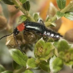 Melyridae (family) (Soft-winged flower beetle) at Yaouk, NSW - 5 Dec 2021 by AlisonMilton