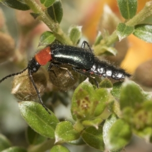 Melyridae (family) at Yaouk, NSW - 5 Dec 2021