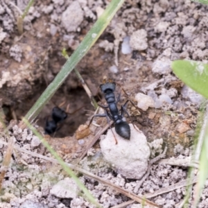 Myrmecia sp., pilosula-group at Yaouk, NSW - 5 Dec 2021 12:18 PM