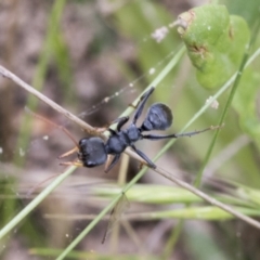 Myrmecia sp., pilosula-group at Yaouk, NSW - 5 Dec 2021 12:18 PM