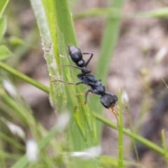 Myrmecia sp., pilosula-group at Yaouk, NSW - 5 Dec 2021 12:18 PM