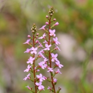 Stylidium graminifolium at Paddys River, ACT - 6 Dec 2021 12:53 PM