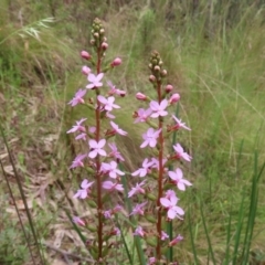 Stylidium graminifolium at Paddys River, ACT - 6 Dec 2021 12:53 PM