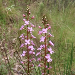 Stylidium graminifolium at Paddys River, ACT - 6 Dec 2021 12:53 PM