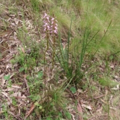 Stylidium graminifolium at Paddys River, ACT - 6 Dec 2021