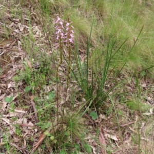 Stylidium graminifolium at Paddys River, ACT - 6 Dec 2021 12:53 PM