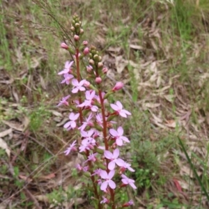 Stylidium graminifolium at Paddys River, ACT - 6 Dec 2021 12:53 PM