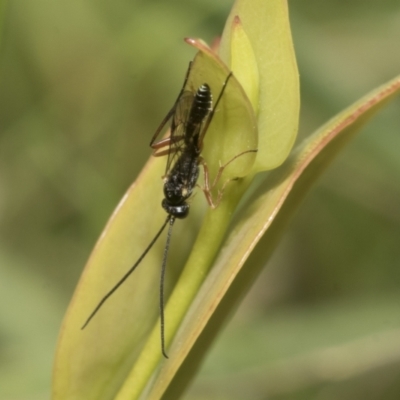 Unidentified Parasitic wasp (numerous families) at Yaouk, NSW - 5 Dec 2021 by AlisonMilton