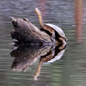 Chelodina longicollis at Paddys River, ACT - 6 Dec 2021
