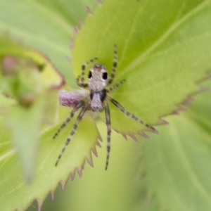 Araneus dimidiatus at Yaouk, NSW - 5 Dec 2021