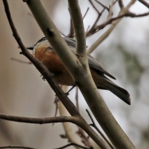 Pachycephala rufiventris at Paddys River, ACT - 6 Dec 2021