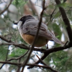 Pachycephala rufiventris at Paddys River, ACT - 6 Dec 2021