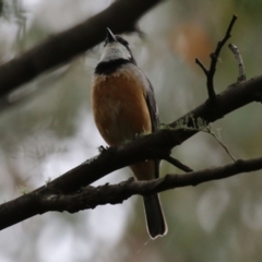 Pachycephala rufiventris at Paddys River, ACT - 6 Dec 2021