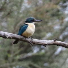 Todiramphus sanctus (Sacred Kingfisher) at Tidbinbilla Nature Reserve - 6 Dec 2021 by RodDeb