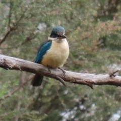 Todiramphus sanctus at Paddys River, ACT - 6 Dec 2021