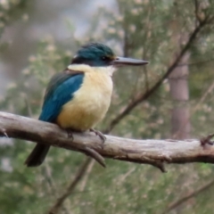 Todiramphus sanctus at Paddys River, ACT - 6 Dec 2021