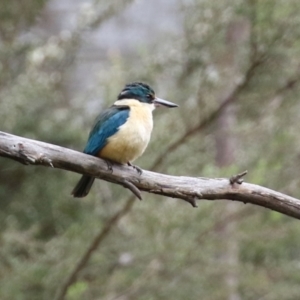 Todiramphus sanctus at Paddys River, ACT - 6 Dec 2021