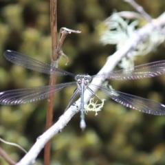 Austroargiolestes icteromelas (Common Flatwing) at Cotter River, ACT - 4 Dec 2021 by Sarah2019