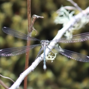 Austroargiolestes icteromelas at Cotter River, ACT - 4 Dec 2021