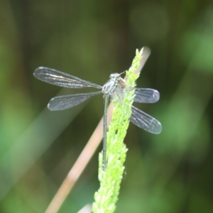 Austroargiolestes icteromelas at Cotter River, ACT - 4 Dec 2021