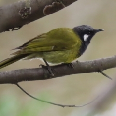 Nesoptilotis leucotis (White-eared Honeyeater) at Tidbinbilla Nature Reserve - 6 Dec 2021 by RodDeb