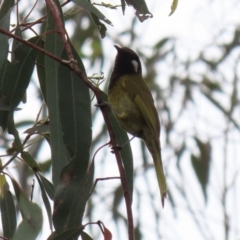 Nesoptilotis leucotis at Paddys River, ACT - 6 Dec 2021