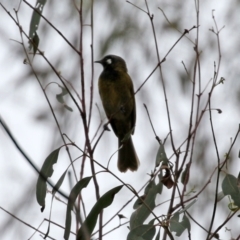 Nesoptilotis leucotis at Paddys River, ACT - 6 Dec 2021