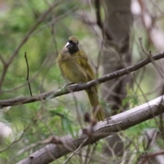 Nesoptilotis leucotis at Paddys River, ACT - 6 Dec 2021