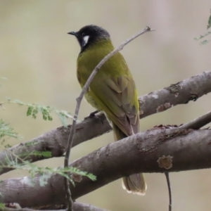 Nesoptilotis leucotis at Paddys River, ACT - 6 Dec 2021