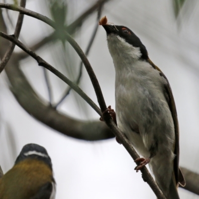 Melithreptus lunatus (White-naped Honeyeater) at Paddys River, ACT - 6 Dec 2021 by RodDeb