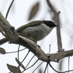 Melithreptus lunatus at Paddys River, ACT - 6 Dec 2021 12:40 PM