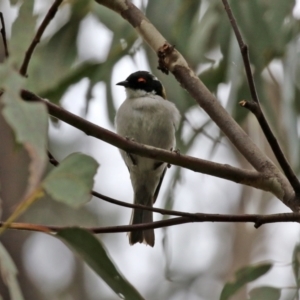 Melithreptus lunatus at Paddys River, ACT - 6 Dec 2021