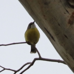 Gerygone olivacea (White-throated Gerygone) at Paddys River, ACT - 6 Dec 2021 by RodDeb