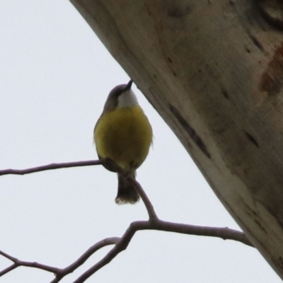 Gerygone olivacea (White-throated Gerygone) at Tidbinbilla Nature Reserve - 6 Dec 2021 by RodDeb