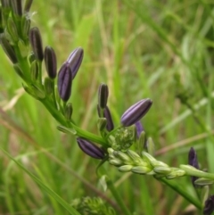 Caesia calliantha (Blue Grass-lily) at Hall, ACT - 27 Nov 2021 by pinnaCLE