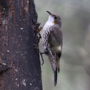 Cormobates leucophaea at Paddys River, ACT - 6 Dec 2021