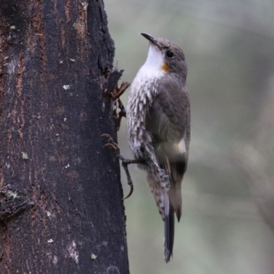 Cormobates leucophaea (White-throated Treecreeper) at Tidbinbilla Nature Reserve - 6 Dec 2021 by RodDeb