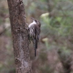 Cormobates leucophaea at Paddys River, ACT - 6 Dec 2021