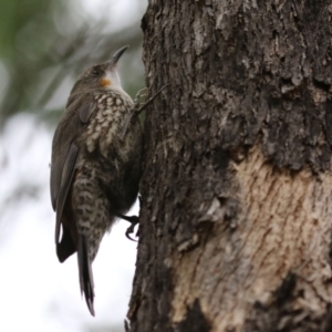 Cormobates leucophaea at Paddys River, ACT - 6 Dec 2021